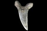 Fossil Shortfin Mako Shark Tooth - Georgia #75275-1